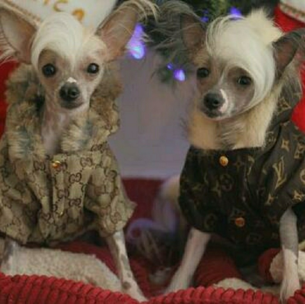 My Posh boys
